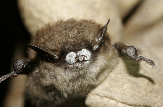Bat with white nose.