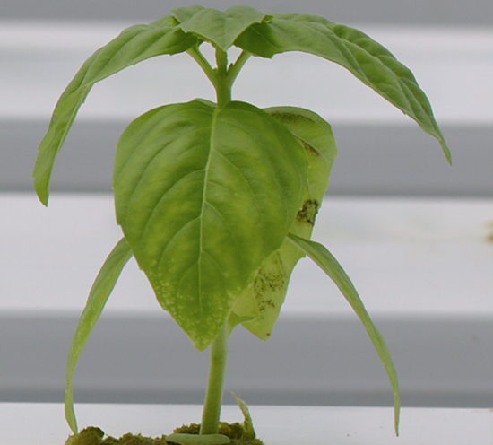A small new basil plant with yellow and black spots on the lower leaves indicating a presence of mildew.