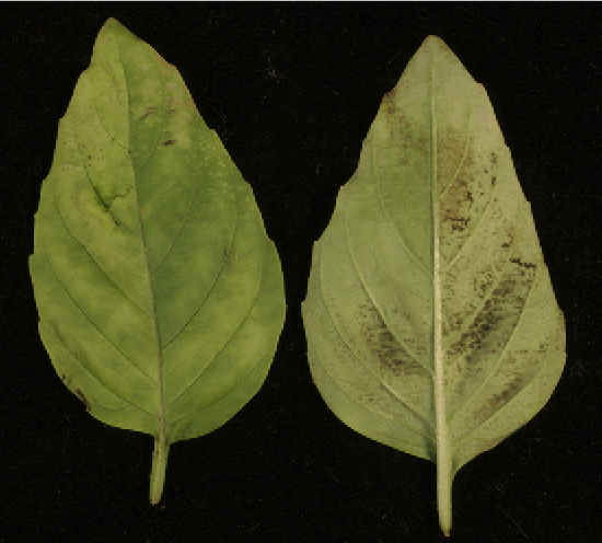 The top and underside of two basil leaves that are infected with downy mildew. The underside of the basil leaf features multiple black spots.