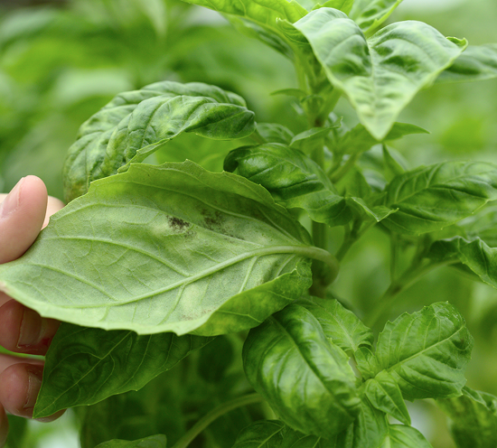 A hand reveals the underside of basil leaf with the beginnings on downy mildew, illustrated with two small black spots.