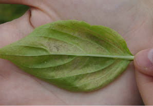 A close up of a singular leaf from the infested bush.