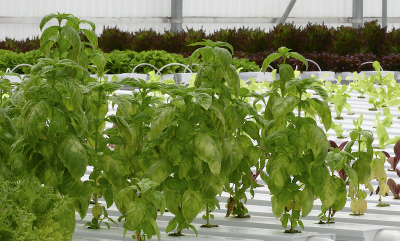 A row of basil grown in a greenhouse with visible yellow spotting on the lower leaves, indicating a presence of downy mildew.