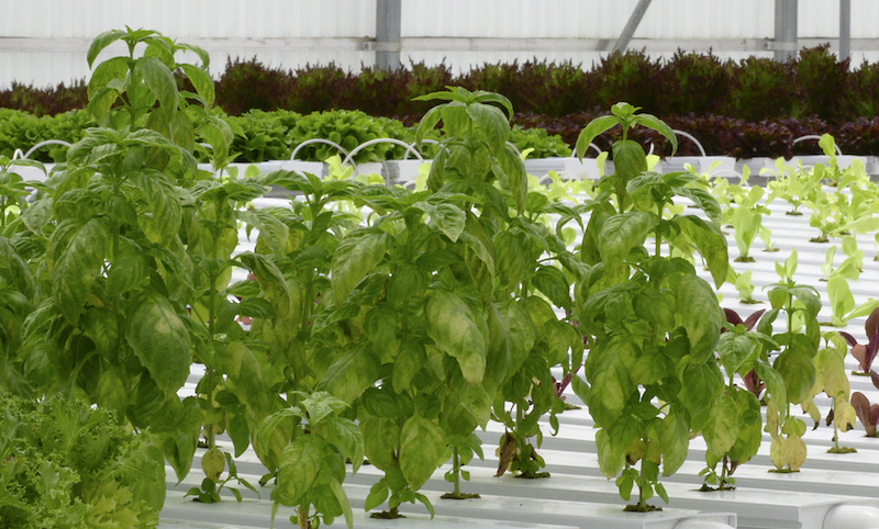 Plant Doctor Greenhouse Basil Downy Mildew Mississippi State