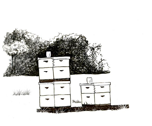A pair of beehives in an open field.