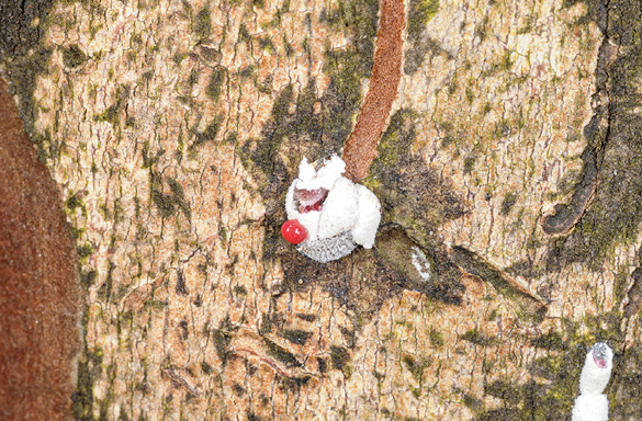 Magnified scale that has been punctured. A drop of pink blood is visible on the white, felt-like scale covering.