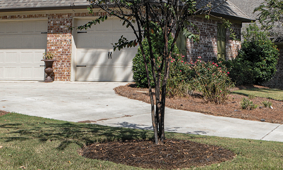 A crape myrtle tree planted next to a residential driveway. The tree and its mulch both are black with sooty mold.