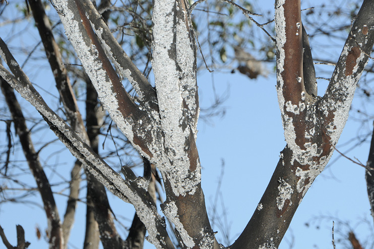 How to Control Crapemyrtle Bark Scale! - The Good Earth Garden Center