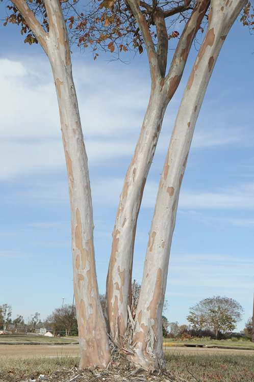 How to Control Crapemyrtle Bark Scale! - The Good Earth Garden Center