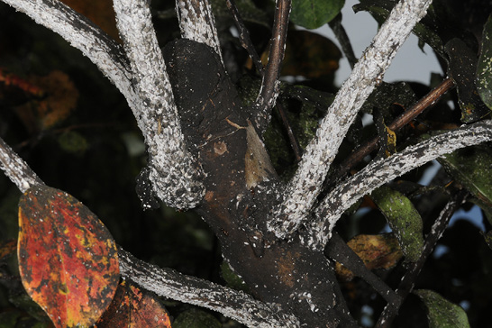 How to Control Crapemyrtle Bark Scale! - The Good Earth Garden Center