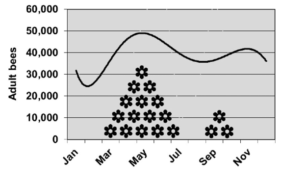 Adult bee numbers go from about 25,000 to 30,000 in January/February to nearly 50,000 in May/June, then back down to about 38,000 in September, and up to about 41,000 in November/December. Peak blooms of plants are from March to July and again (to a much lesser degree) in September and October.