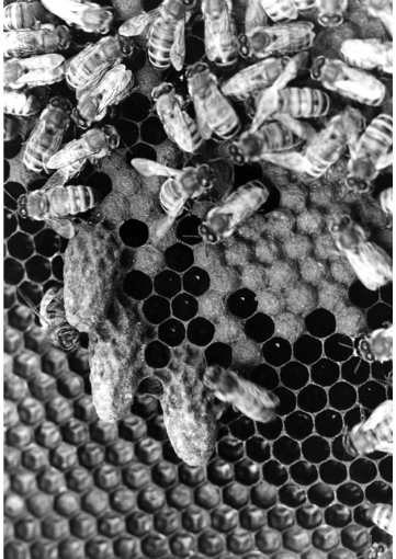 Many bees crawling on honycomb and larva cells. 