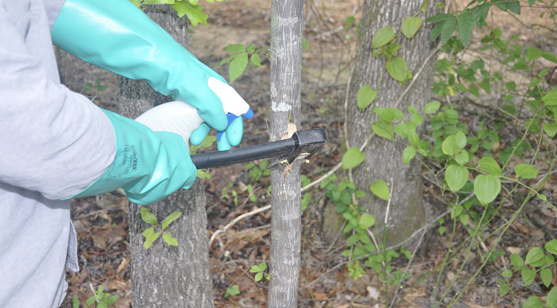 A person demonstrates the proper hack and squirt technique on a small tree trunk, using rubber gloves, a spray bottle and a hatchet.