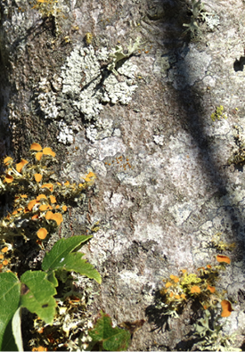 Lichen shown in the upper left corner of photo appears to look like small shrubs at first glance.