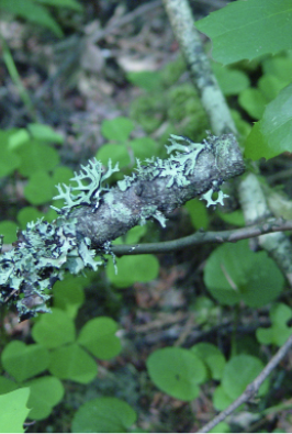 Mint colored lichen with a leaf-like appearance creeps up a medium sized tree branch.