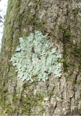 Lichen shown on tree bark is flattened to the trunks surface and spread in a rounded, circular arrangement.