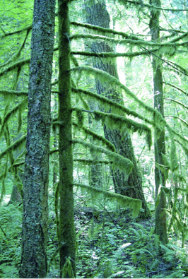 Tall trees feature a green lichen that hangs from the each branch like dense strands of hair. It covers the trunks as well.