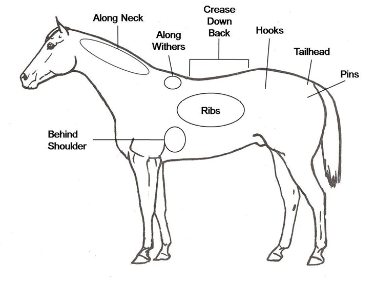 Illustration of a horse with key areas labeled for body condition scoring: along neck, along withers, behind the shoulder, ribs, crease down back, hooks, tailhead, and pins.