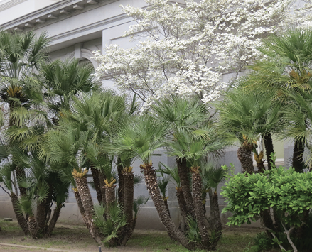 European fan palms with several thick trunks planted in a line.