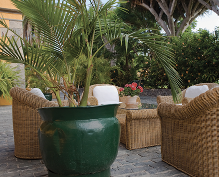 A large palm with thin leaves in a large pot at an outdoor sitting area with chairs and a table.