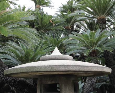 Sago palms of various heights grow behind a white garden structure.