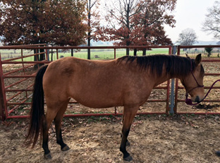 Back is level. Ribs cannot be visually distinguished, but can be easily felt. Fat around tail head begins to feel spongy. Withers appear rounded over spinous processes. Shoulders and neck blend smoothly into body.