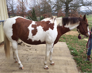 Crease down back. Difficult to feel ribs. Fat around tail head is very soft. Area along withers is filled with fat. Area behind shoulder is filled with fat and flush with rest of the body. Noticeable thickening of neck. Fat is deposited along inner thighs.