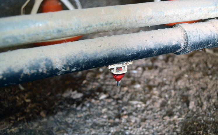 Two silver pipes with a red sprinkler attached facing downward. 