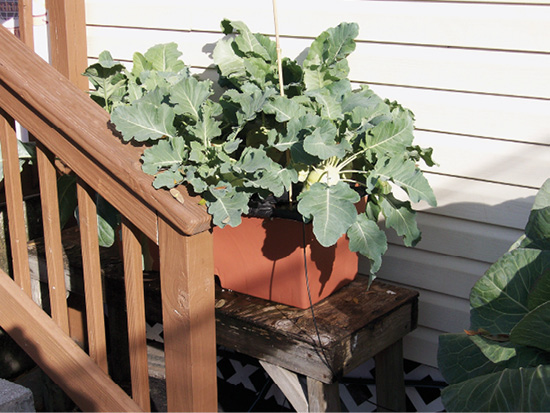 A green plant in a brown box sitting on a bench in the sun.