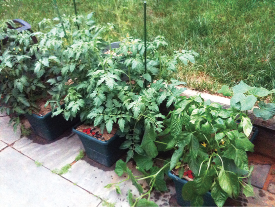 Large, leafy, green plants growing in subirrigated containers on a patio.