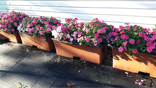 Pink and purple ornamental flowers growing in four brown subirrigated containers.