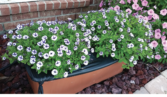 White and purple flowers growing out of a brown box. 