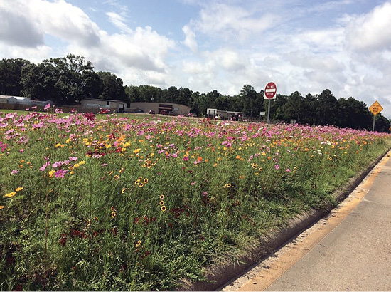 A median with tall, colorful flowers. 