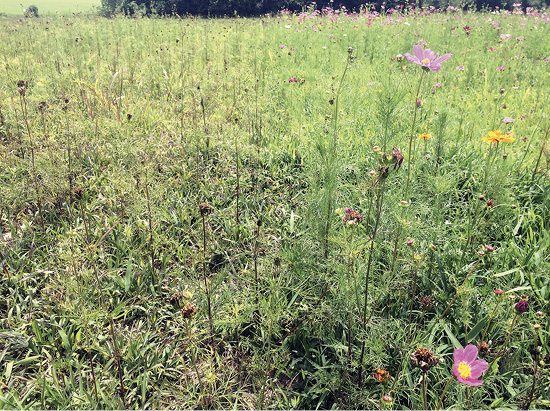 Field of wildflowers; treated area on the left has no live flowers, while untreated area on the right has an abundance of blooming flowers.