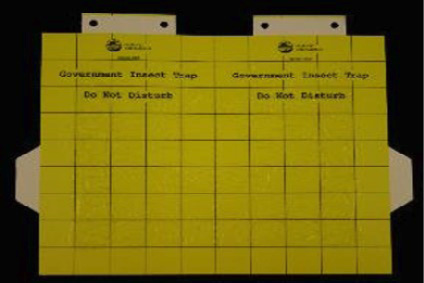 A rectangular yellow sheet with grid lines.