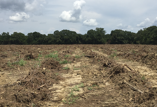 An agricultural field with mostly bare dirt.