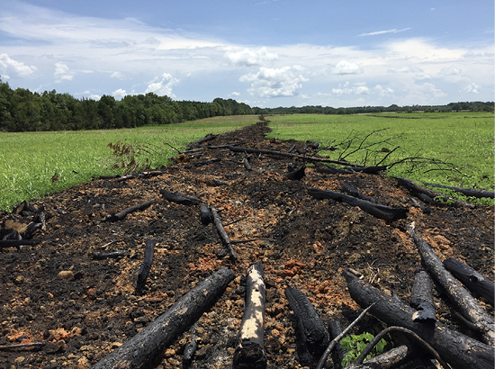 A large row of ground that has been burned is surrounded by green vegetation. Some burned stems are visible in the foreground.