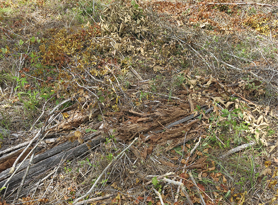 Ground with chopped and dying or dead vegetation and stems. Some green vegetation is visible.