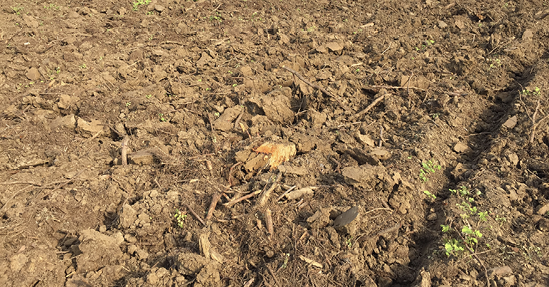 Large agricultural field with rough dirt floor.