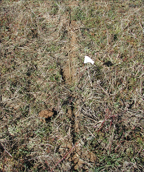 A very narrow trench with some vegetation growing on its sides. A small, white flag marks a seedling.