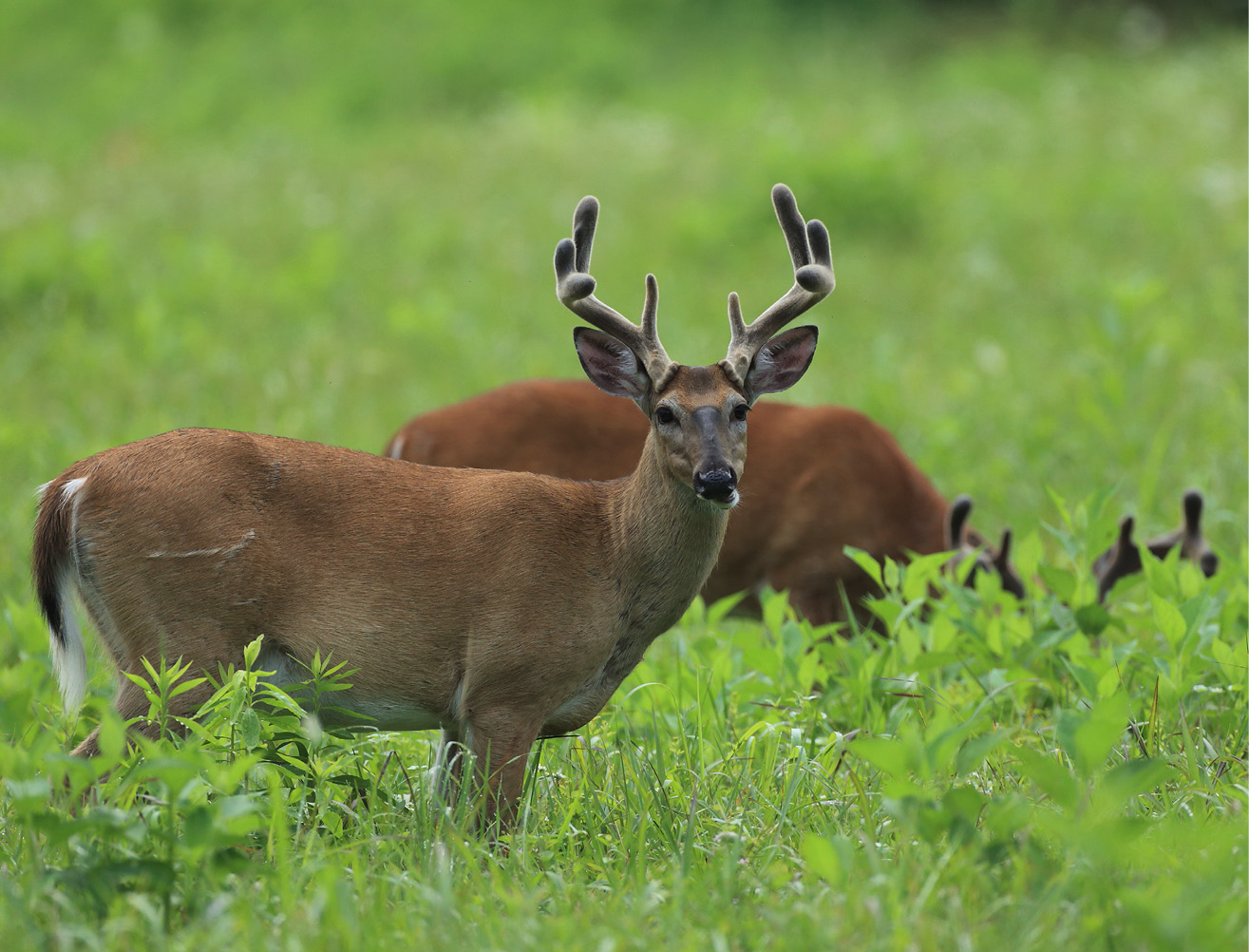 Two deer with antlers in a grassy field.