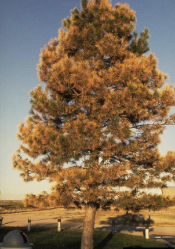 Needles on a conifer tree have very few green needles because of drought stress. Needles have browned in most areas, while some are red and yellow.