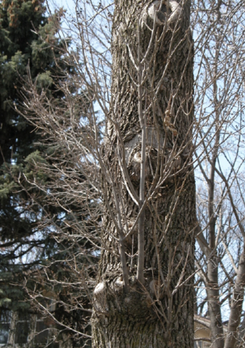 A tree features many thin branches with no leaves coming directly from the trunk.
