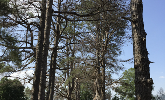 Drought also creates favorable conditions for ips beetles, which contribute to the sparse leaves and branches on on certain trees.