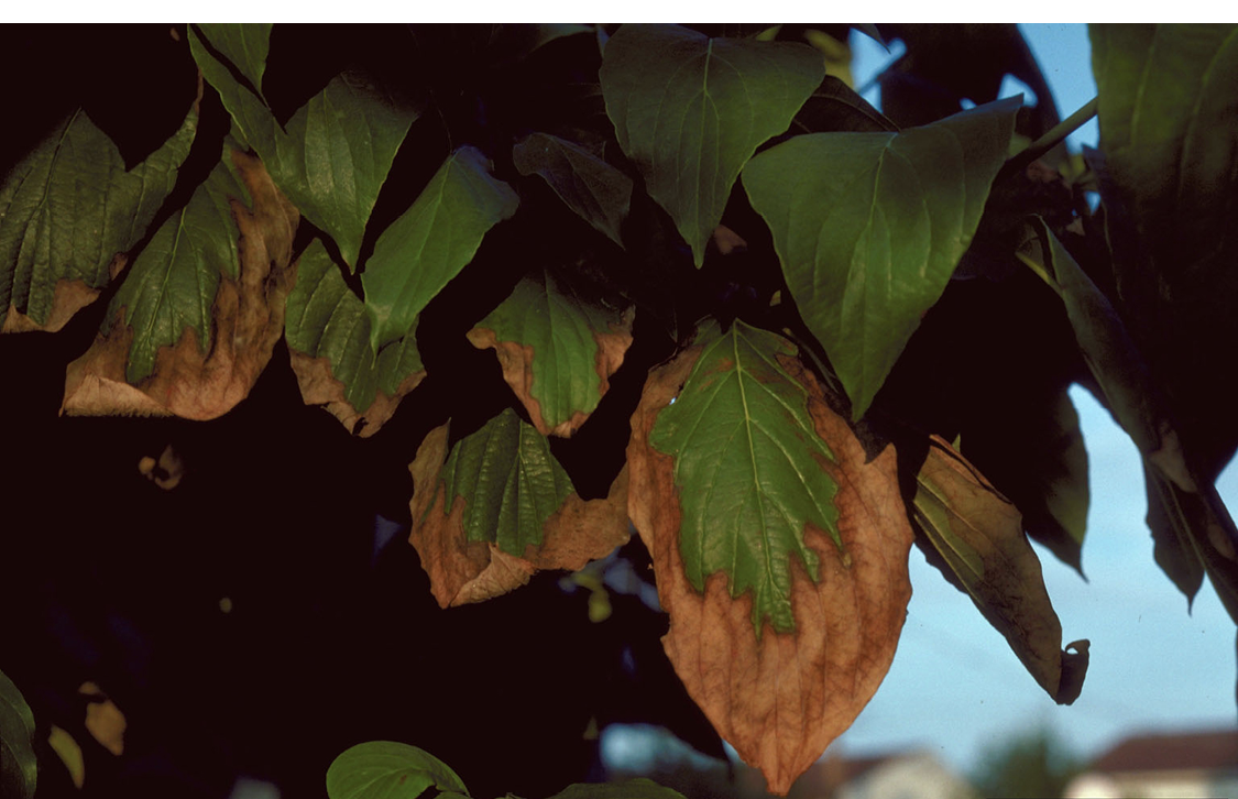 Green leaves feature browned curling tips as a result of leaf scorch.
