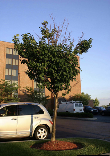 A small tree features very little foliage and leaves at the top because of long-term drought stress.