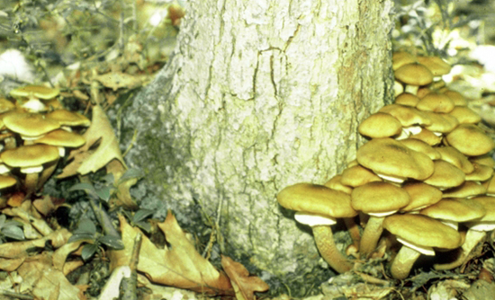 Evidence of root rot is illustrated by darkened areas at the base of the tree trunk and surrounding area on the forest floor.