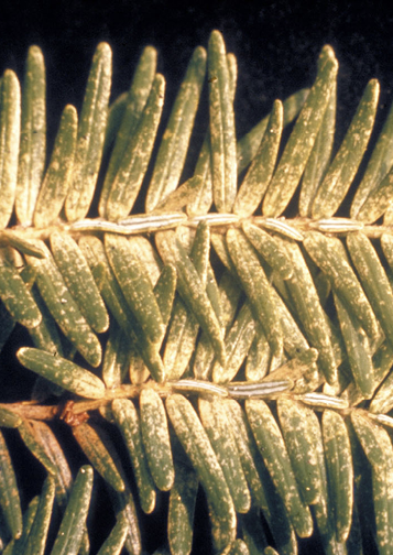 Evidence of spidermites is shown on a plant by a white powdery substance climbing up its stem and into its leaves.