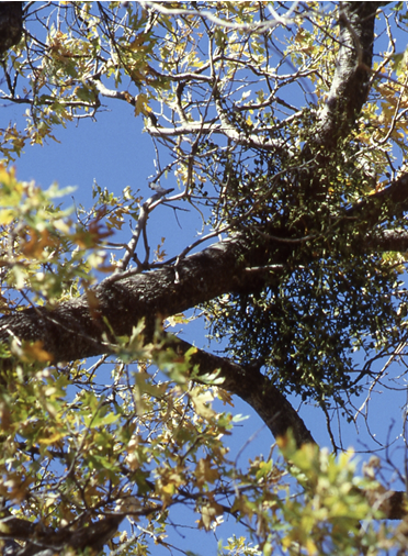 Mistletoe is found in the upper branches of a tree.