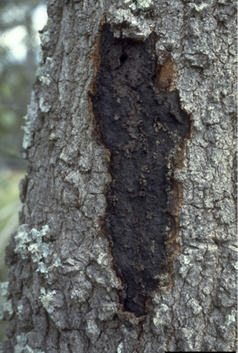 A tree trunk features a darkened elongated indentation that is classified as a canker, resulting from the stressed tree's inability to isolate small wounds.