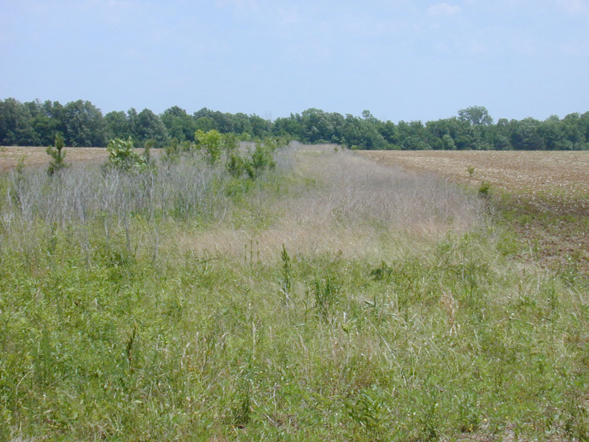 A strip of grassy land between two agricultural fields.